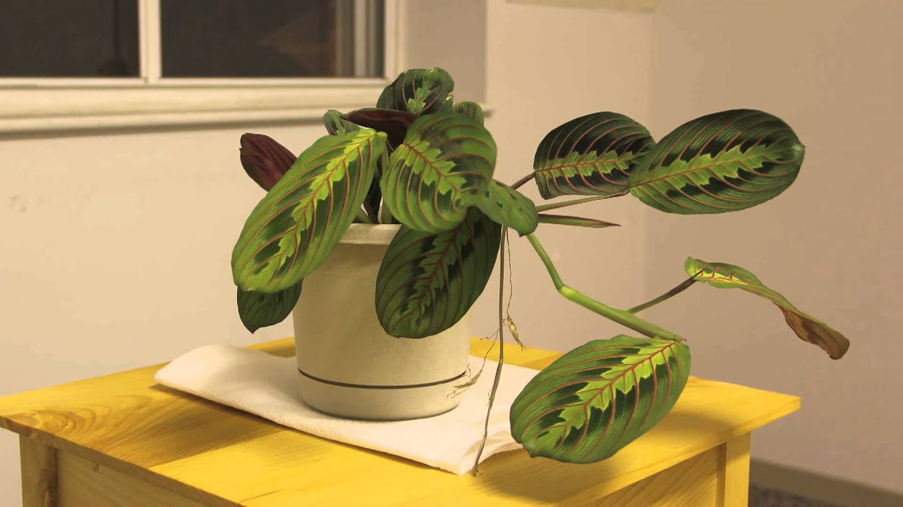 Prayer Plant Time Lapse