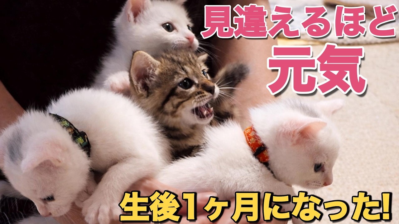 たくさん頑張って迎えた生後1ヶ月｜【保護猫日記】
