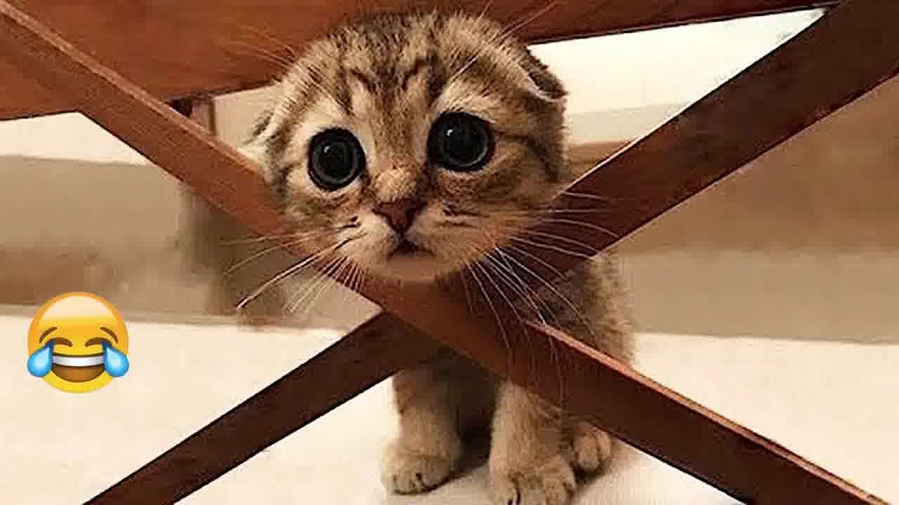 Best Funniest Animal Videos 2024🤣Funny Dogs And Cats Videos Of The year😻🐈