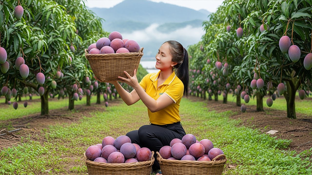 Harvest Violet Mango &ndash; Unveiling Nature&rsquo;s Unique Purple Mango Harvest | Emma Daily Life