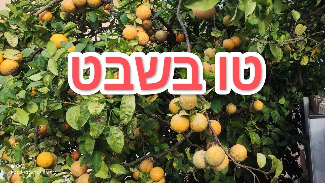 טו בשבט ראש השנה לאילן חידושים נפלאים מפי הרב ישראל סלרי 