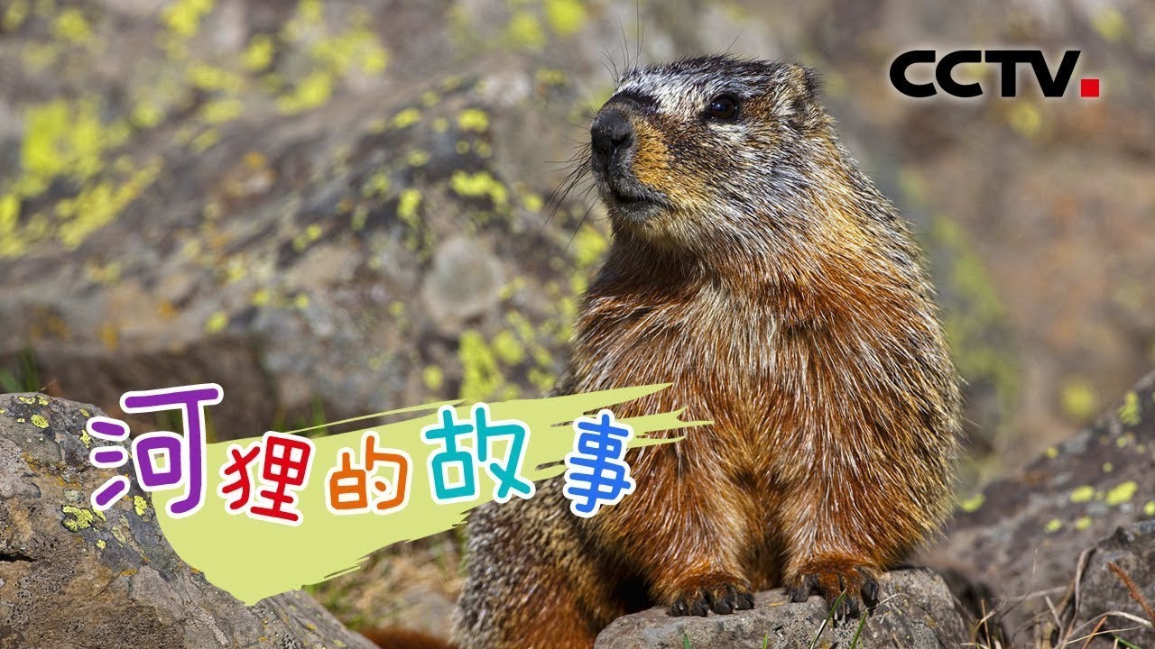《河狸的故事》讲述河狸“元宝”一家生存状态 | CCTV纪录