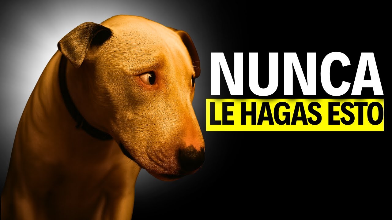 8 COSAS que NO DEBES hacer con TU PERRO🐶