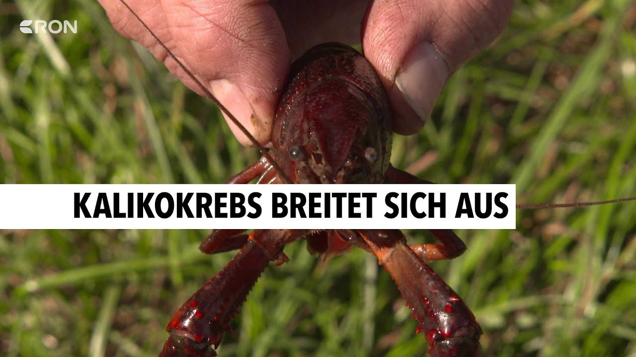 Invasive Arten in der Region | RON TV