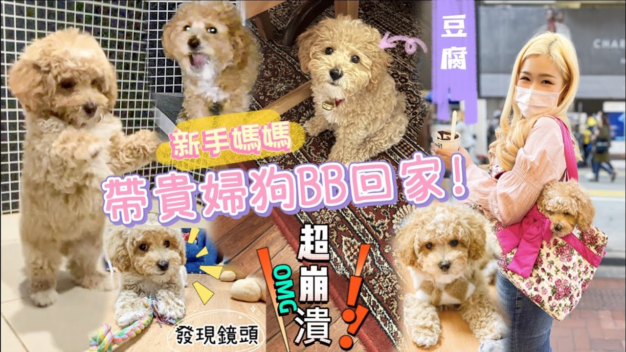 【養狗新手】回家的第一天🥰 最可愛的Poodle BB 🐶 Cutest Poodle Puppy  #貴賓狗 #香港狗場 #puppylife #puppy #Poodle #poodlepuppy