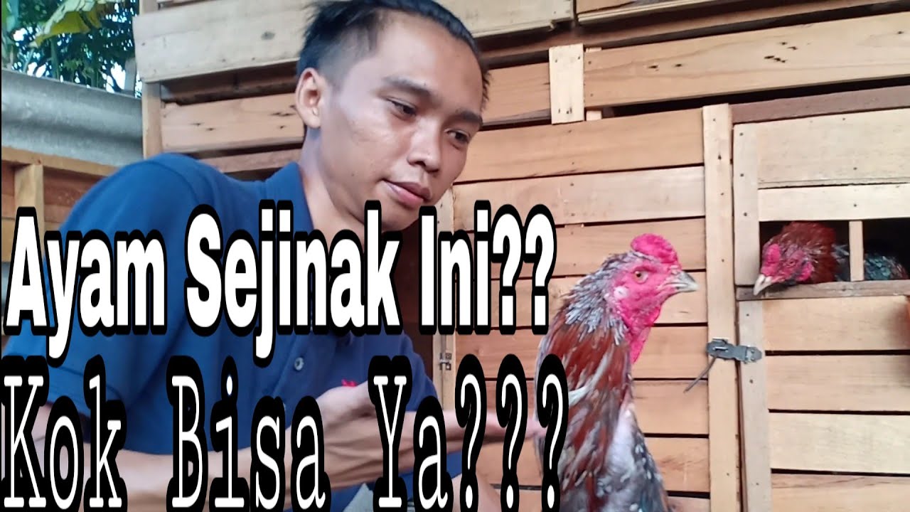 CARA MENJINAKAN AYAM GIRAS / LIAR | PERAWATAN AYAM GIRAS / LIAR [How To Tame Chicken]