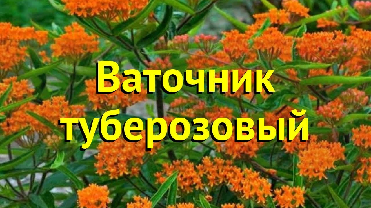 Ваточник туберозовый. Краткий обзор, описание характеристик, где купить рассада asclepias tuberosa