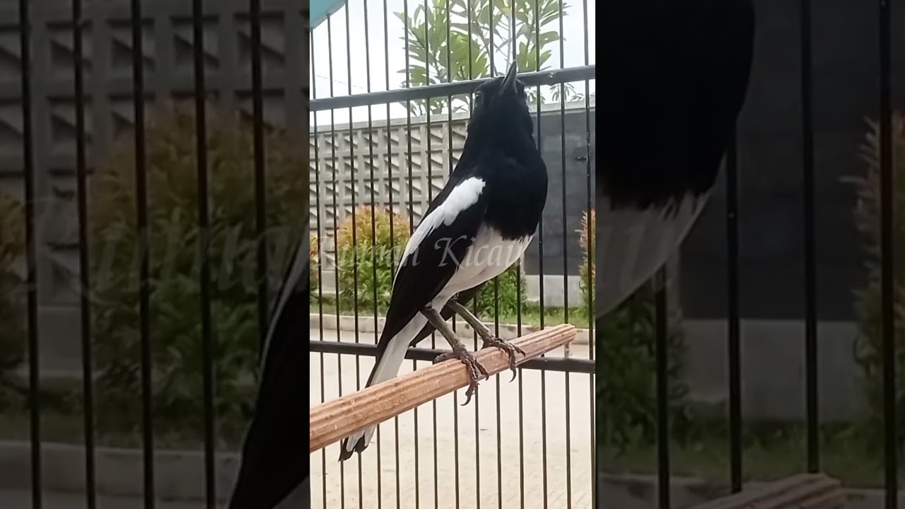 kacer ngeplong #kacer #kacergacor #kacerngeplong #kacermania #kicaumania #burung #birds #fyp