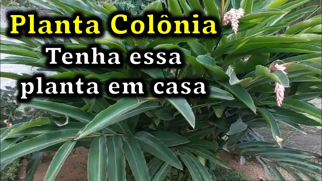 Planta Colônia e seus benefícios para a saúde