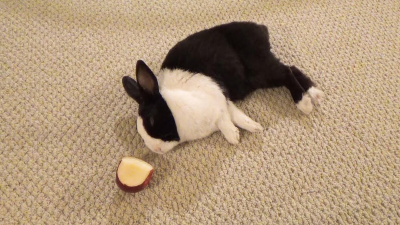 Sleeping rabbit dreaming about eating an apple