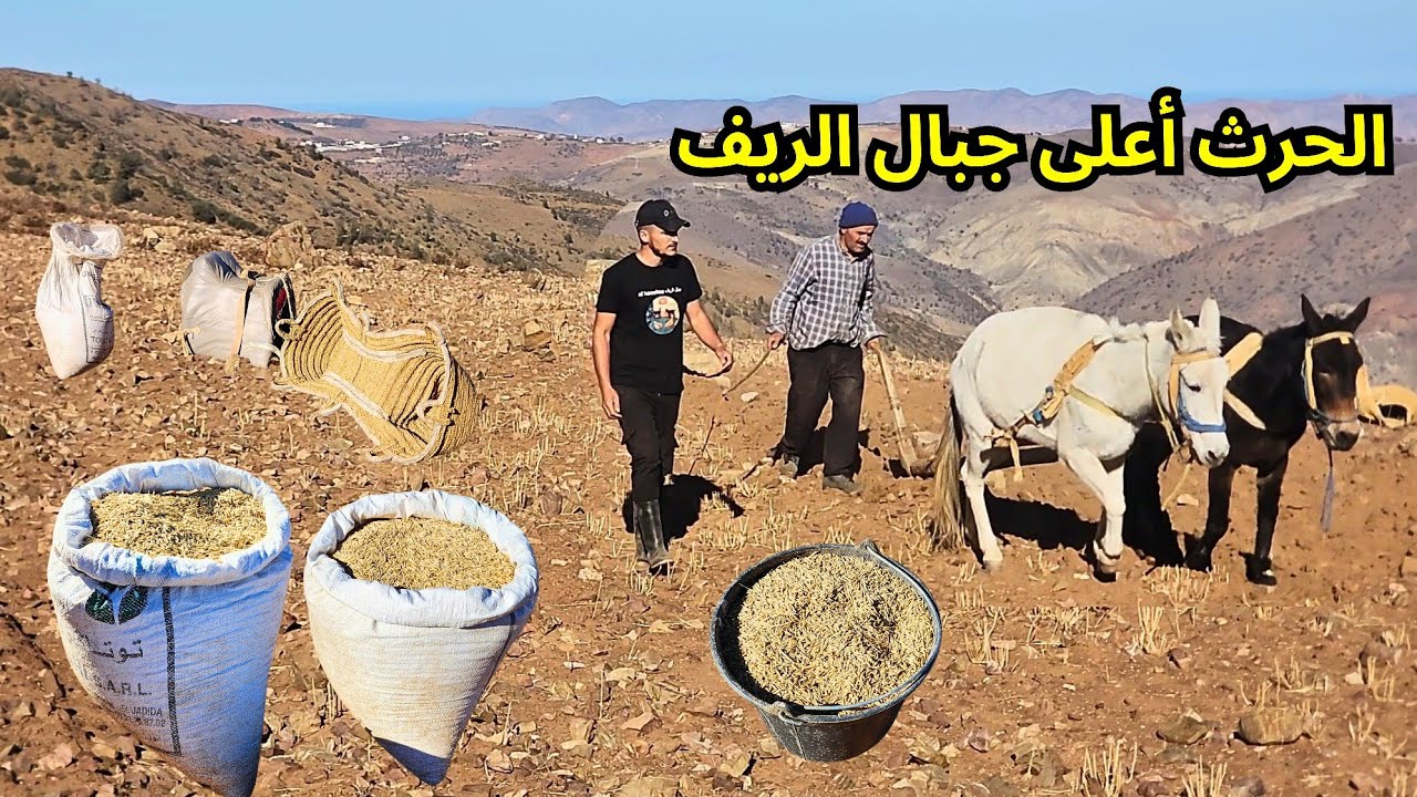 الاجواء الحرث تقليدي في أعلى جبال حمام في الريف الكبير 28/11/2025