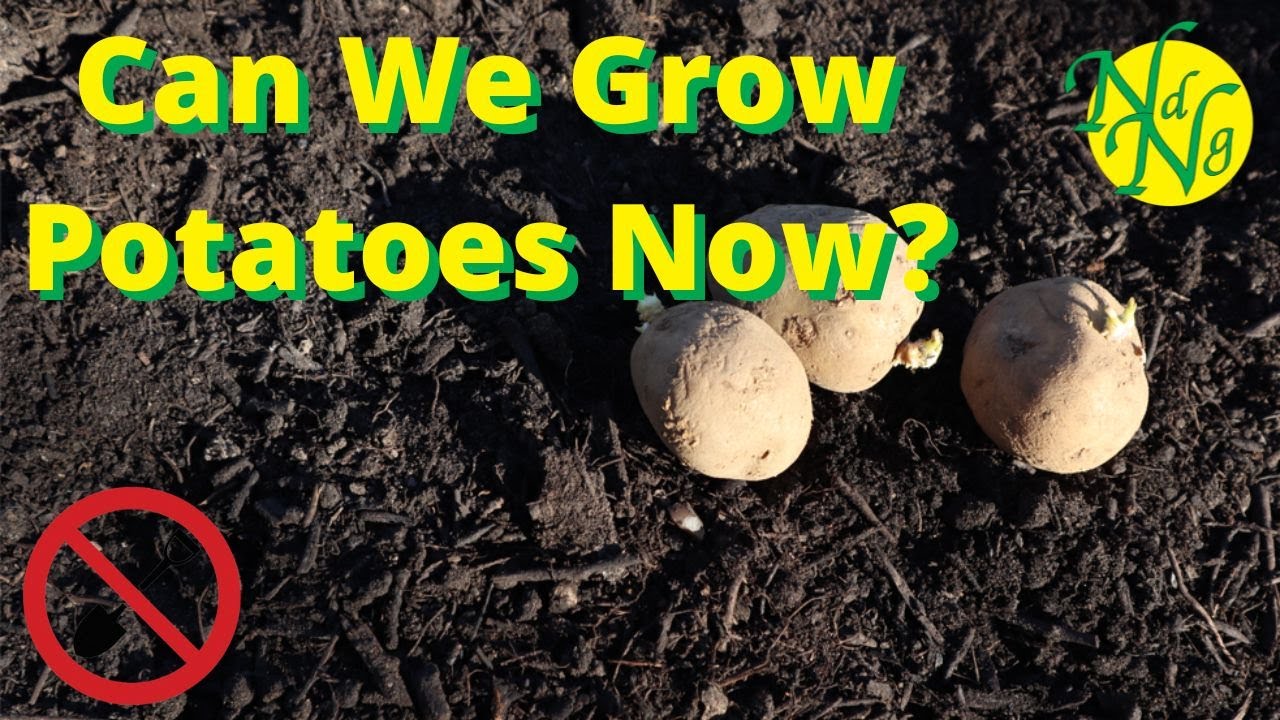 Can We Grow Potatoes Now?