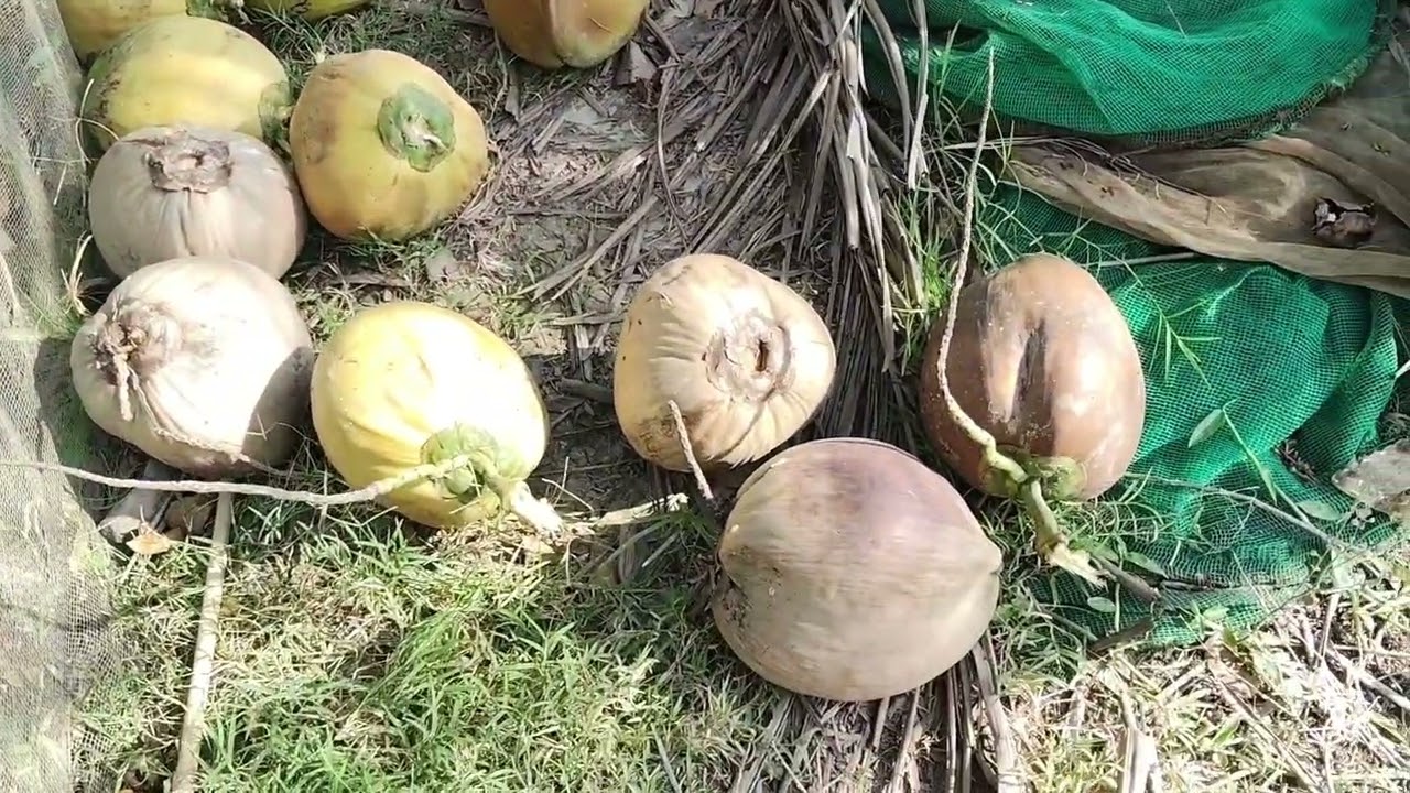 Một ngày đi bẻ dừa của mình