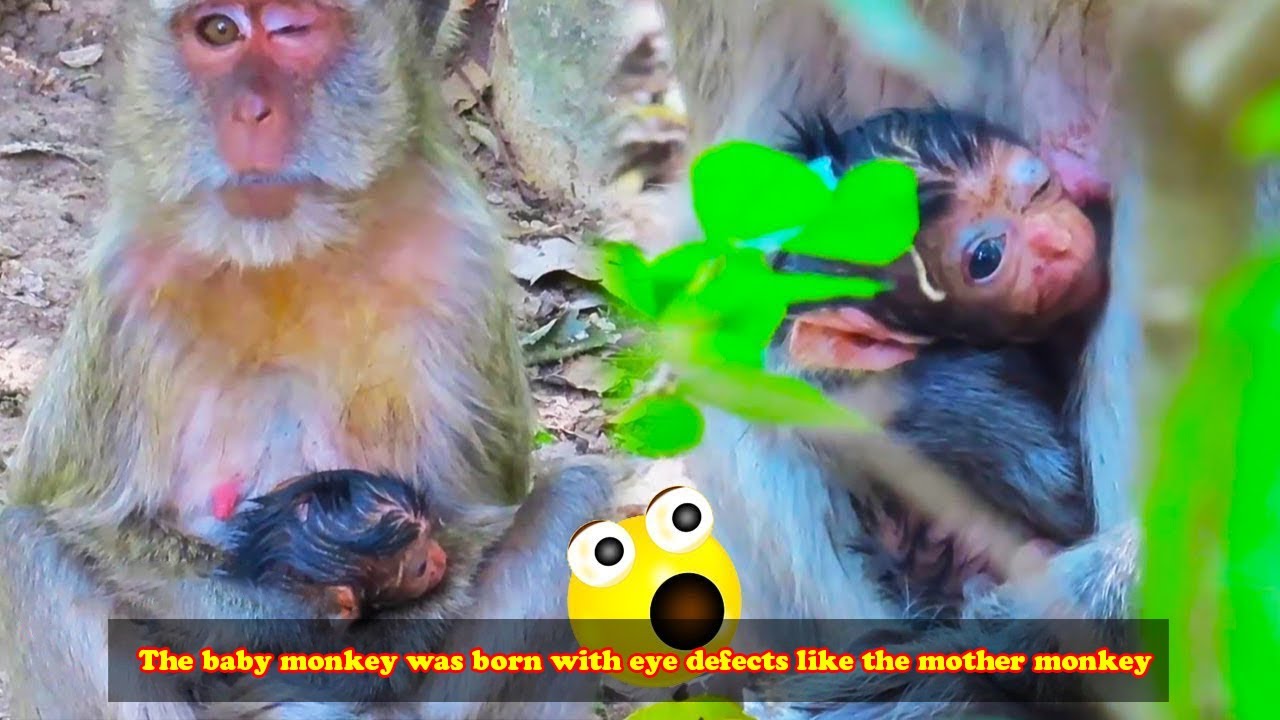 The mother monkey lost one eye and the baby monkey was born with the same mother monkey