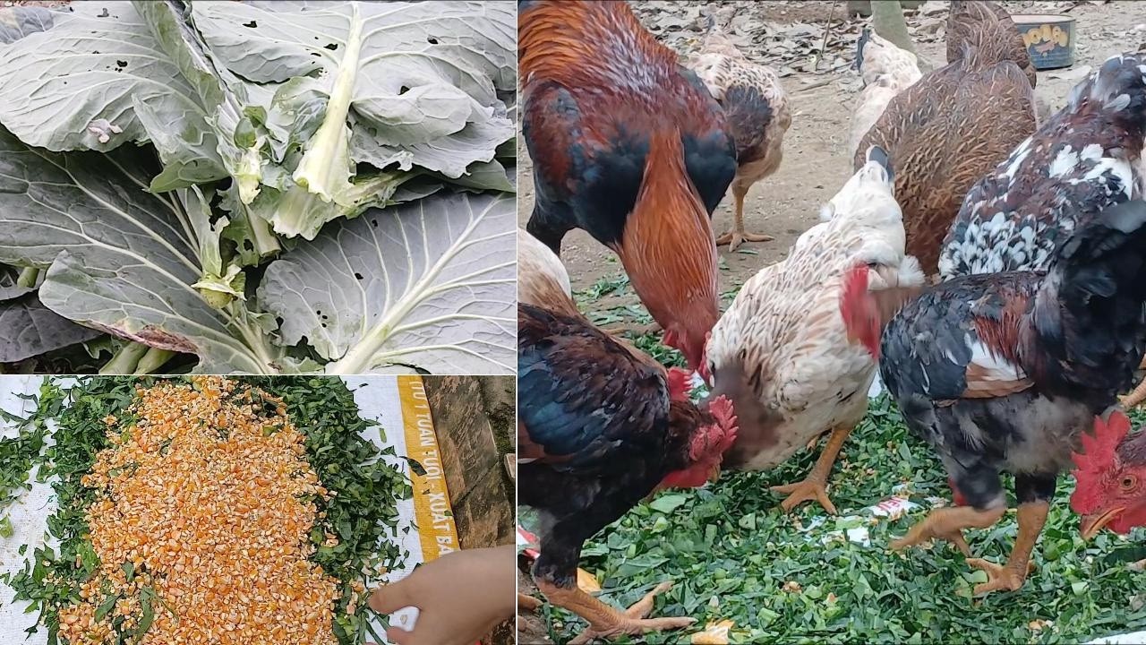 Cách tôi bổ sung rau xanh cho gà nuôi thả đồi