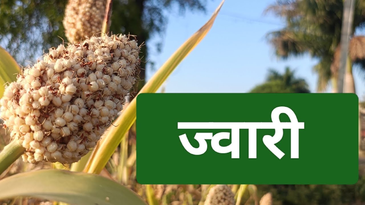   #viralvideo #farming #amhidudhutpadakshetkari #agriculture #drumstick farming #ravirajsabale 