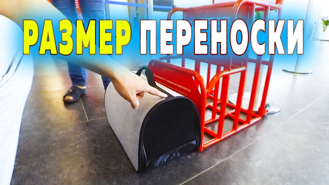 Какую купить переноску для собаки в самолет. Как перевезти собаку в самолете. Сколько стоит