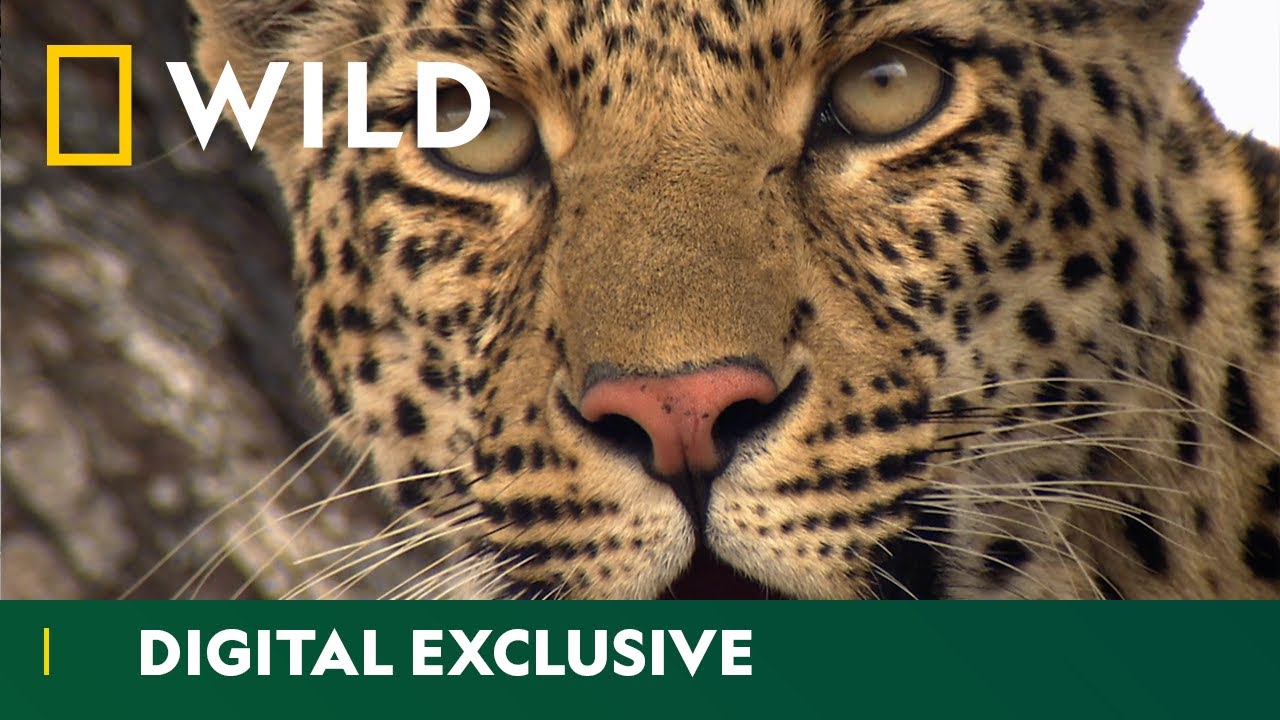 Leopard Sneak Attack | Africa’s Deadliest | National Geographic Wild UK