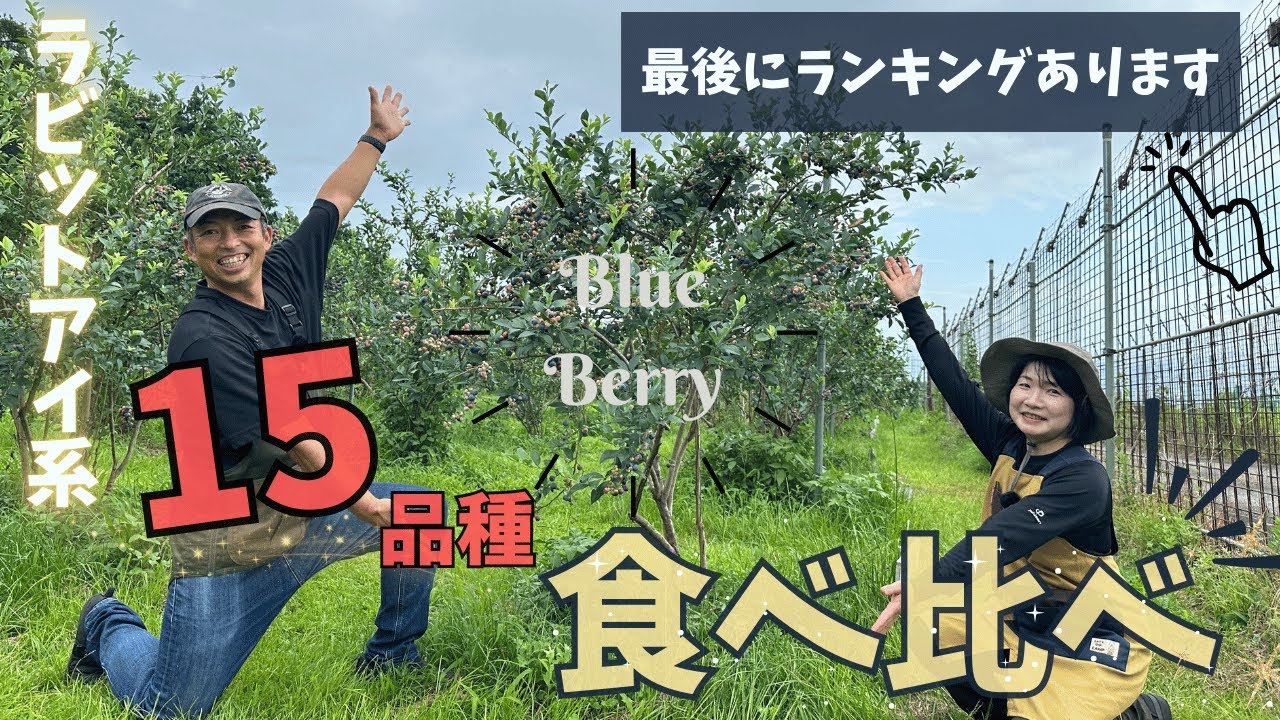 【ランキング】今が最盛期！ブルーベリーラビットアイ系15品種食べ比べしました