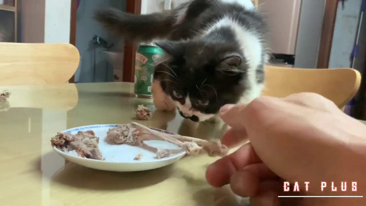 Kittens eat all the meat now bones still chew | Bella and Belle