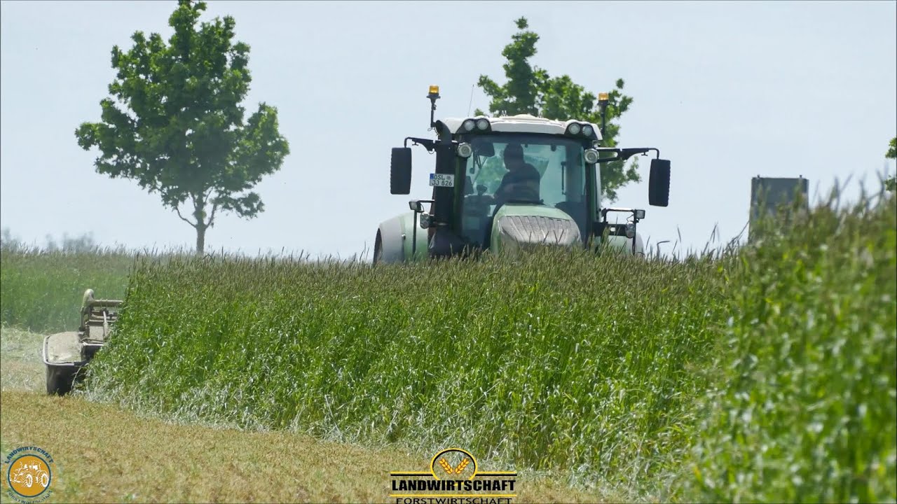 Schafft ein Fendt 826 Vario 2m hohen Roggen zu mähen mit einer Claas Mähkombi ? Ich bin gespannt!