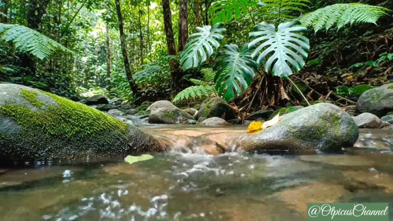 Gentle Water Flow in Tropical Forest | ASMR for Deep Sleep & Calm Mind