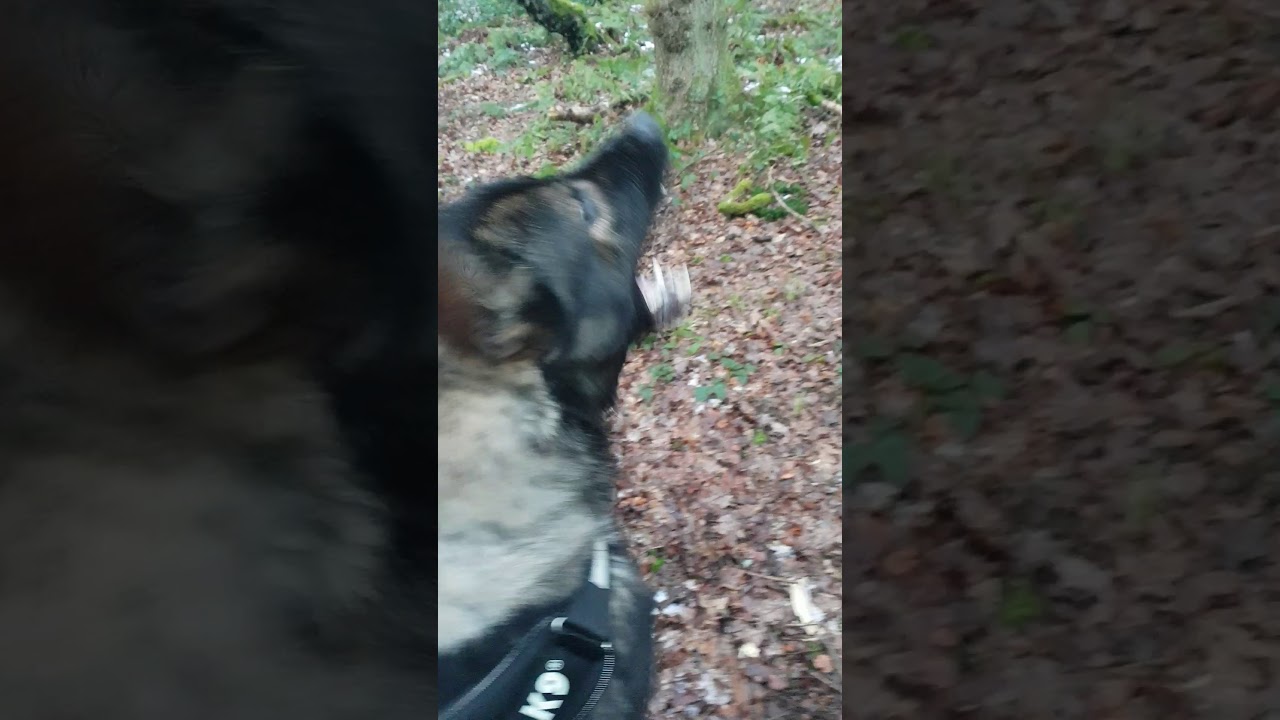 Strikeline K9 Czech DDR German Shepherd - Open Area Person Search