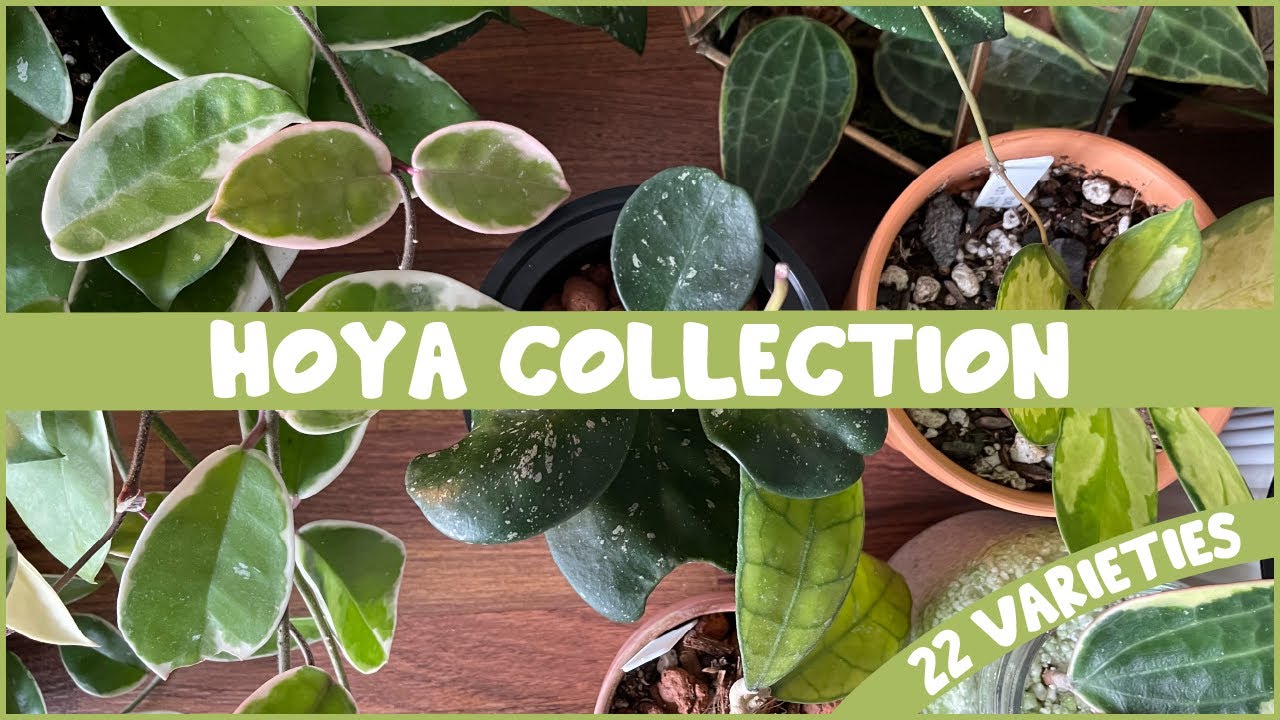 My Entire HOYA Collection | 22 Varieties!!