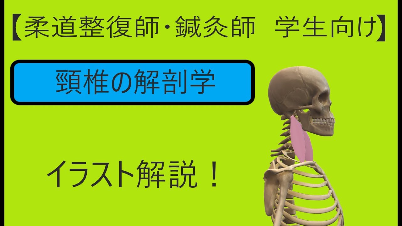 【柔整　鍼灸　学生】　頸部の解剖学