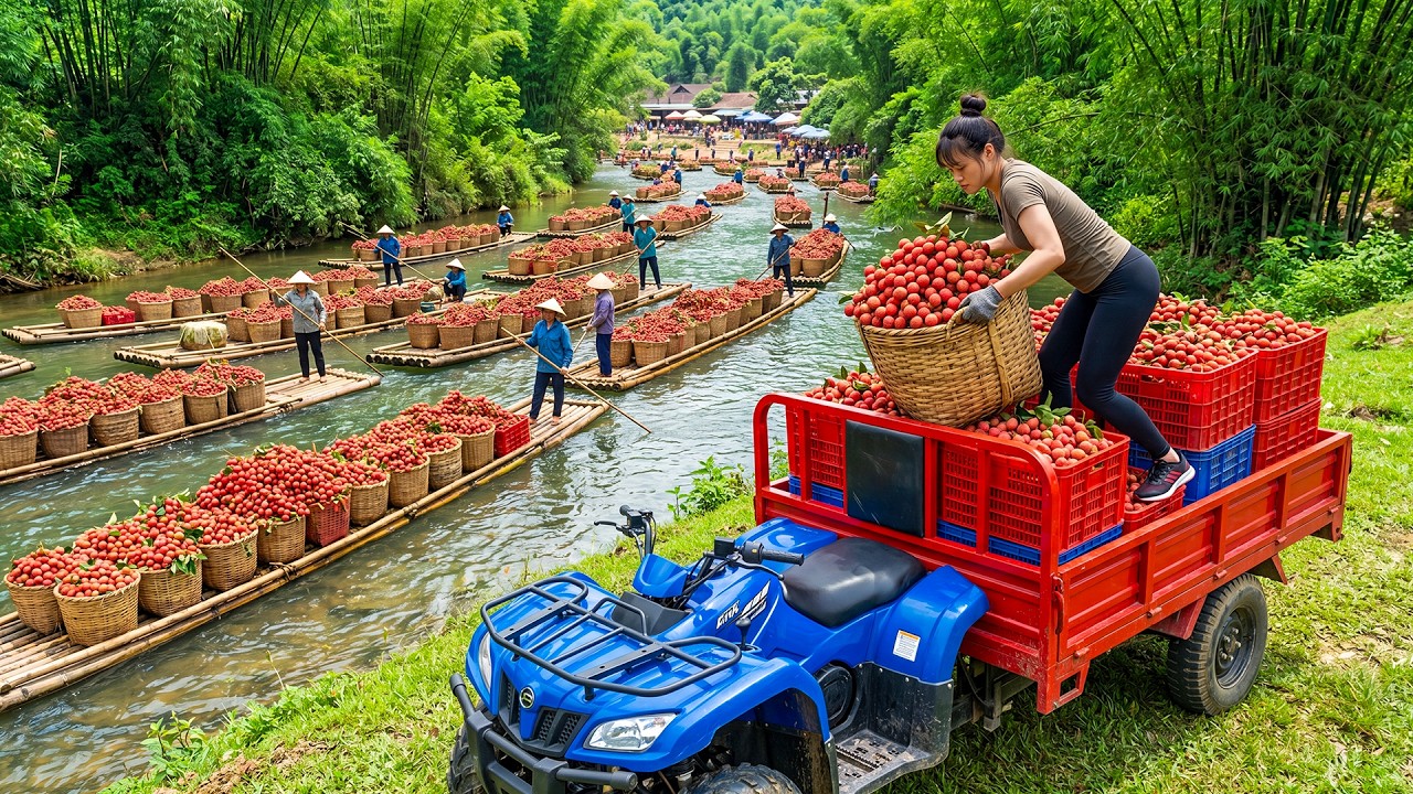 Harvesting 1 Ton of Lychees and Selling Them at the Village Market | 4-Wheeled Truck to Market