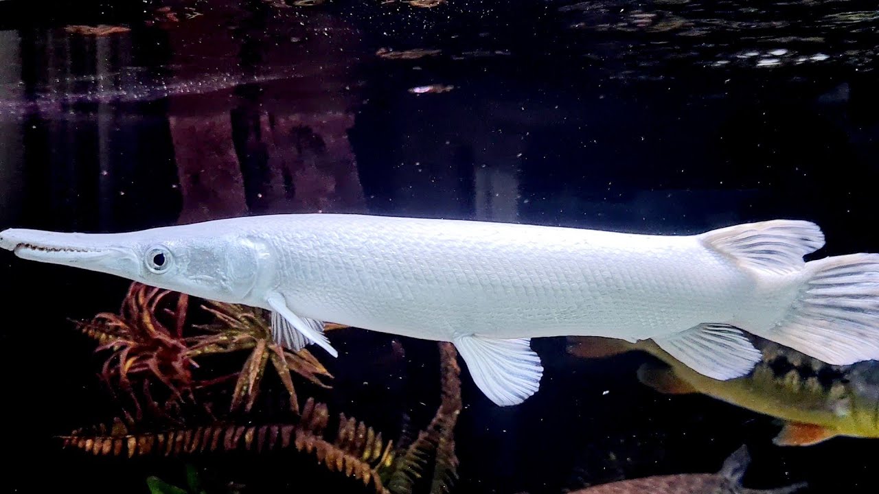 Atractosteus platinum no meu aquário principal