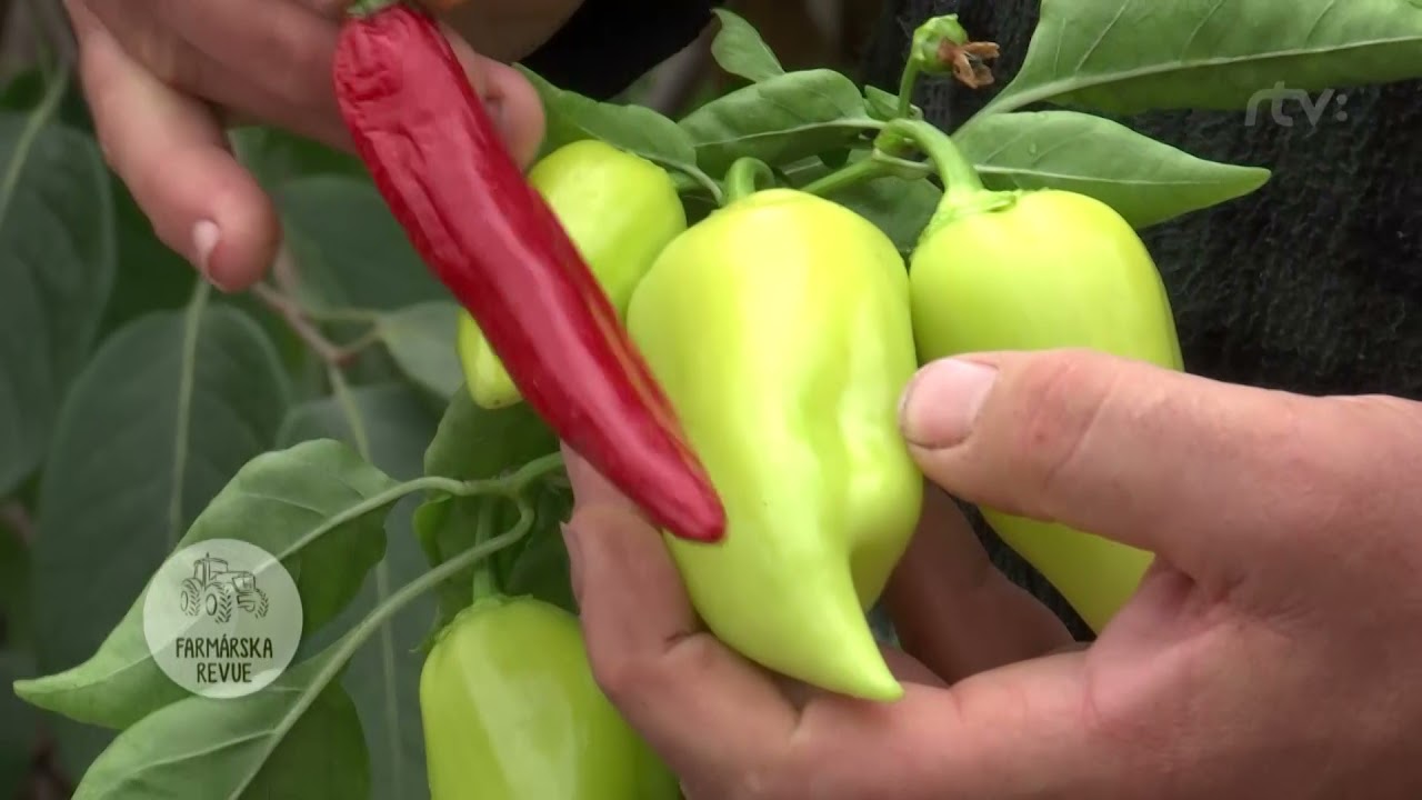 Cayenská paprika