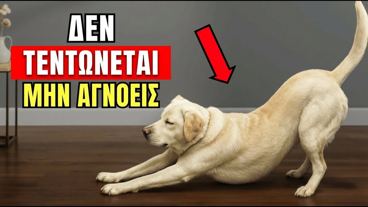 Αν ο σκύλος σου κάνει ΑΥΤΟ μπροστά σου, αυτό είναι που πραγματικά θέλει να σου πει