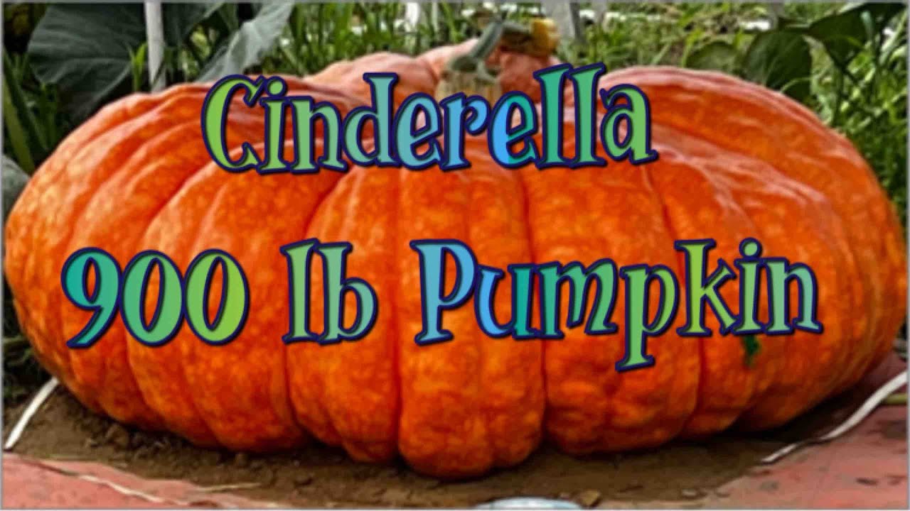 Big Pumpkin Cinderella Garden Tour | How To Not Miss Out on Giant Pumpkins - Grow Tips Included!
