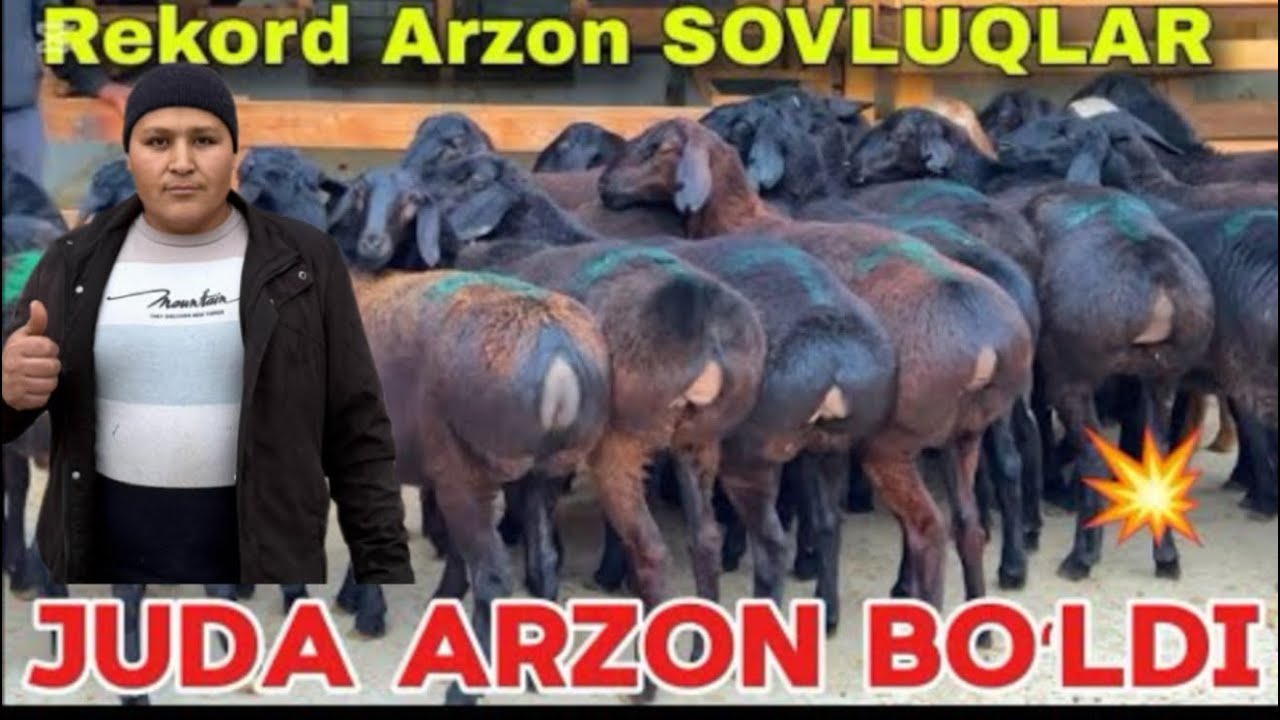 EGIZAKLAR VA NAQ BÕG’OZLAR KELDI ARZON NARXLARDA SHOSHLING JUDA ARZON BÕLDI