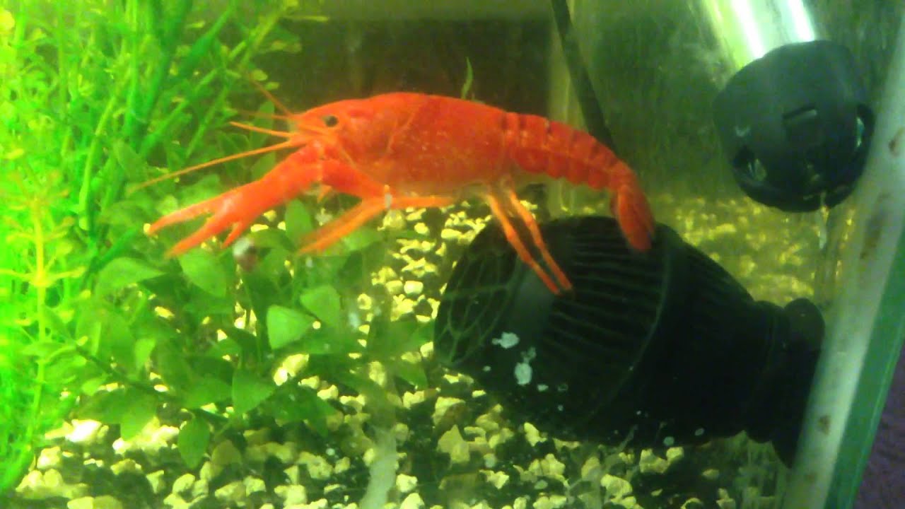 Crayfish riding the waver maker