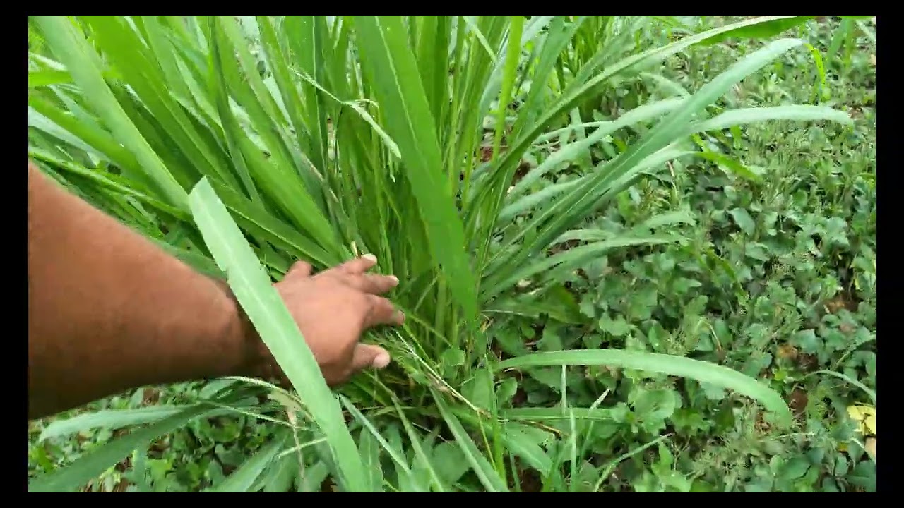 Amazing Mombasa Grass for Goat