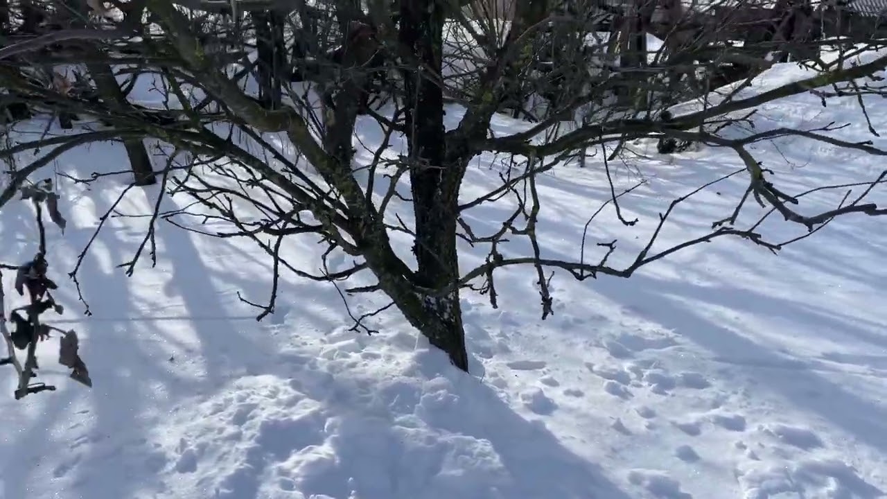 Завораживает хруст снега/The crunch of snow is fascinating