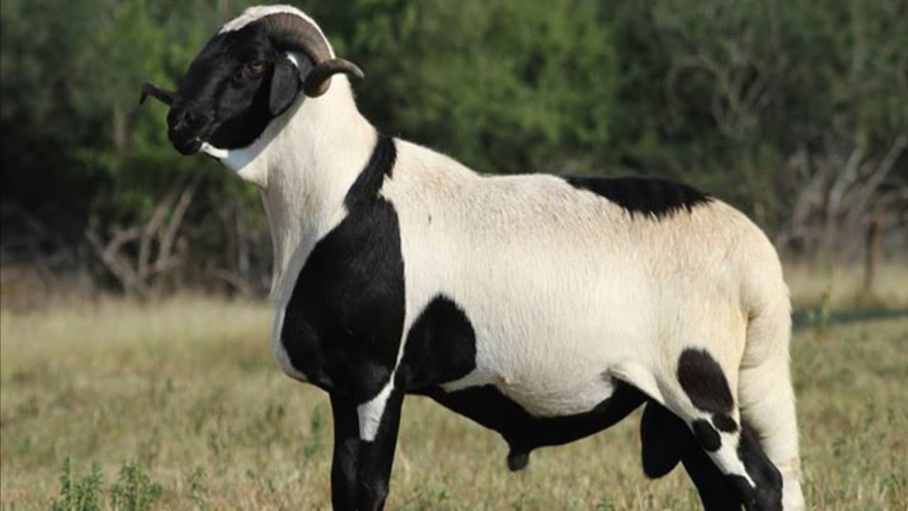 Damara Hair Sheep | Fat Tails Indicate Their Condition