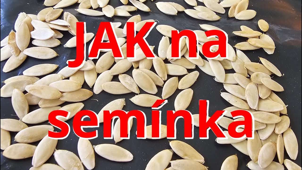 🍅🥒 SEMÍNKA z OKUREK a RAJČAT: Jak ZÍSKAT nejlepší VLASTNÍ Osivo? Účinný NÁVOD! 💎🌱