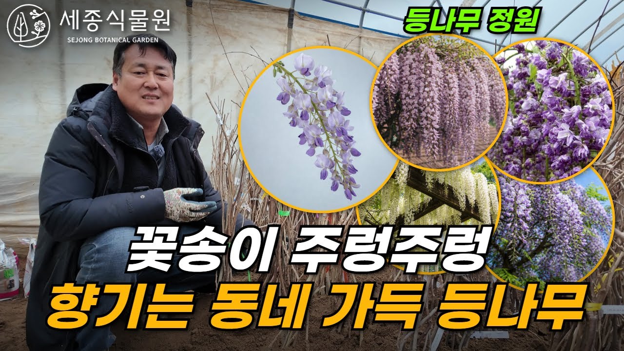 꽃송이 주렁주렁, 꽃향기 가득한 등나무 정원