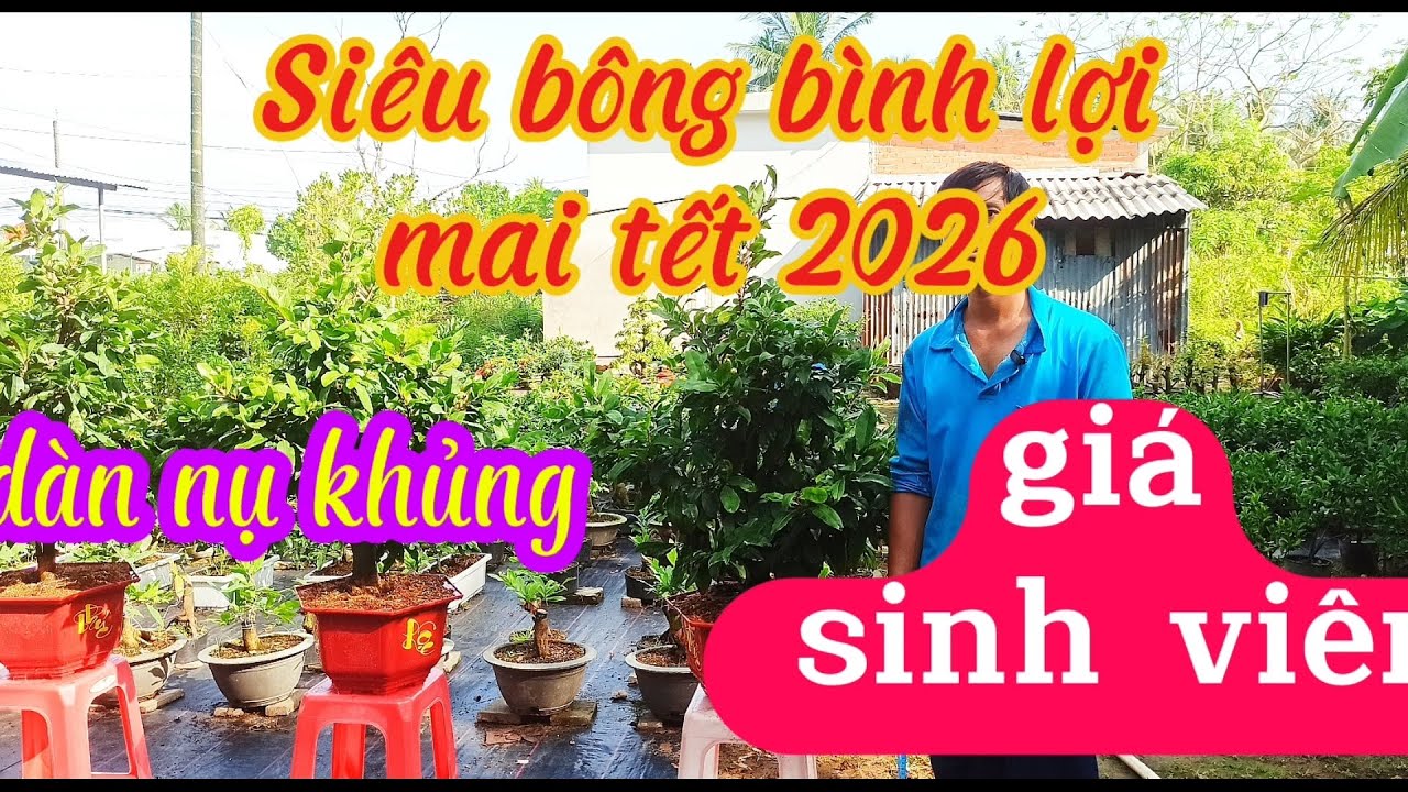 0787666298_ Hoàng anh mai vàng.giao lưu mai tết giá sinh viên,giống mai SBBL