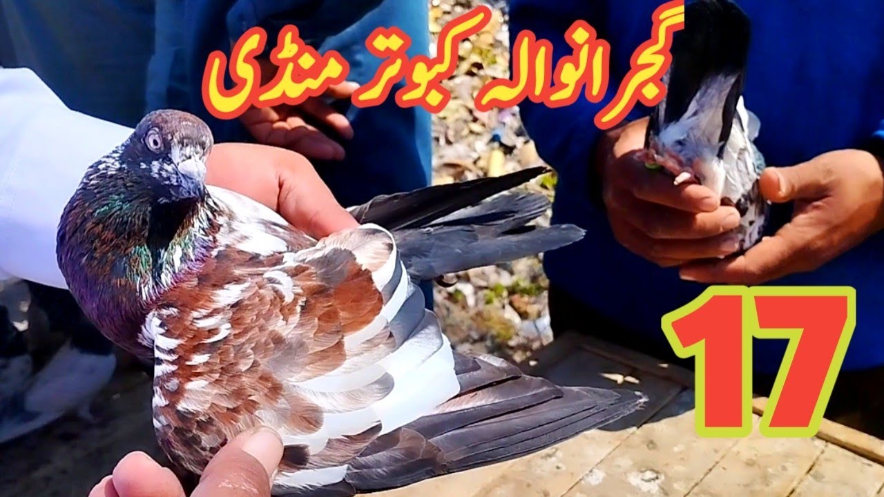 17) Gujranwala Kabotar mandi 2024 || کبوتر منڈی || Gujranwala Birds Market