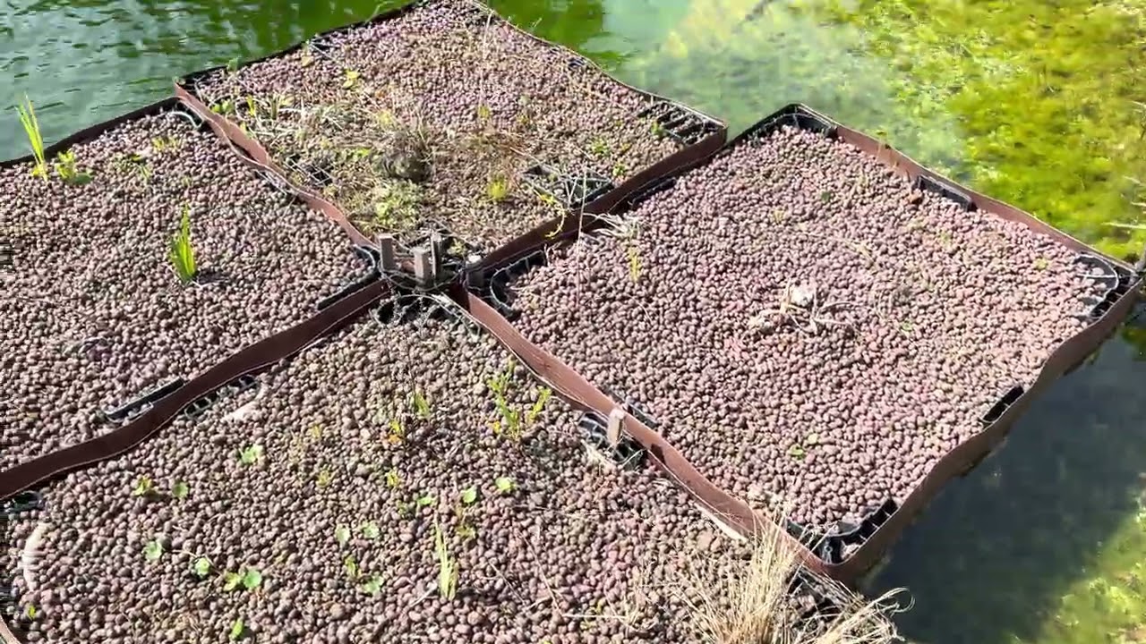 Two weeks of mosquito trap with bait