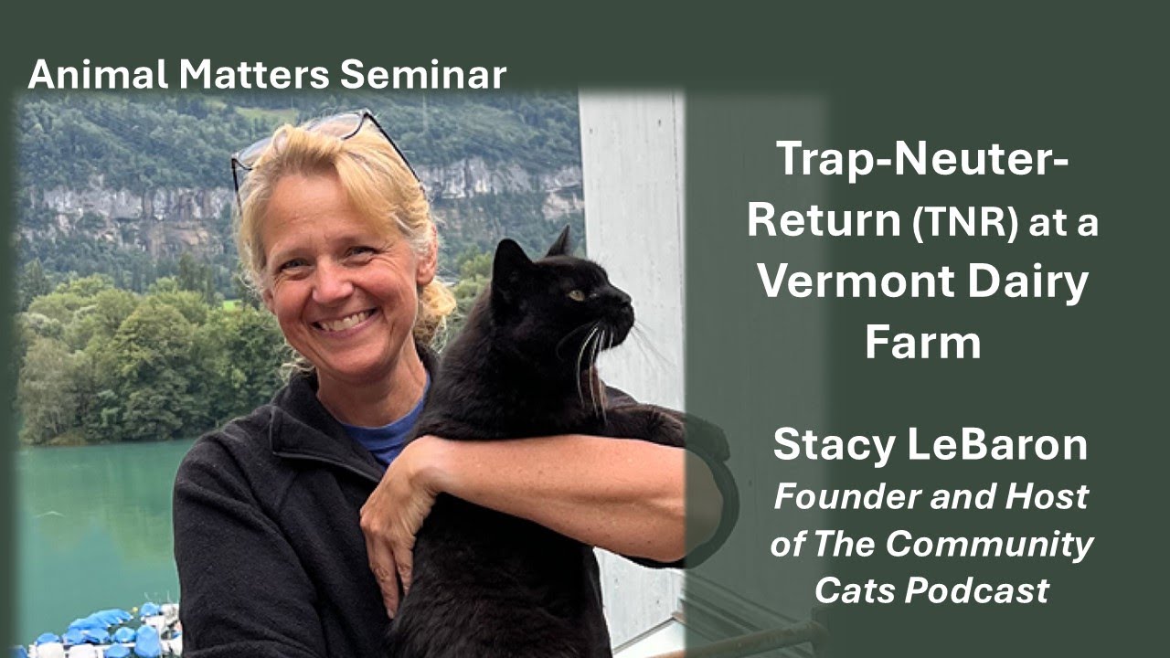 Trap, Neuter, Return at a Dairy Farm in Vermont
