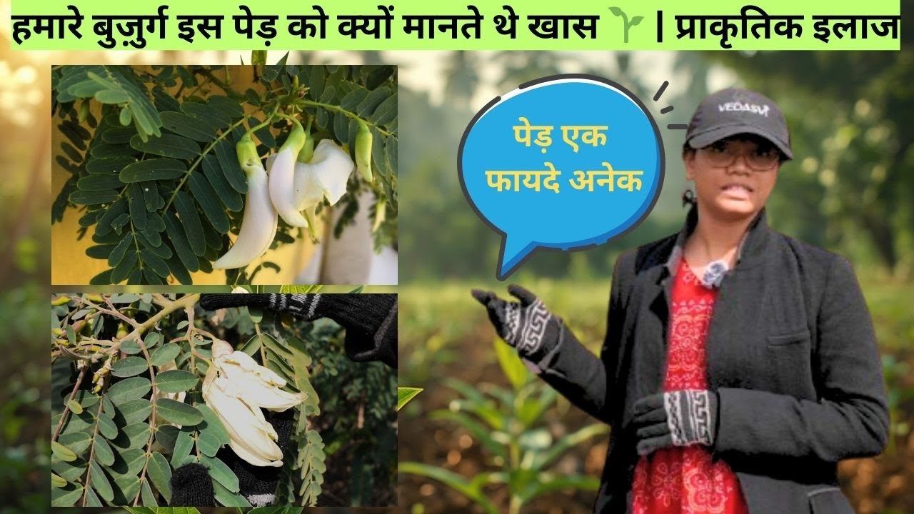 One Tree, Many Benefits 🌱 | Traditional Health Secret