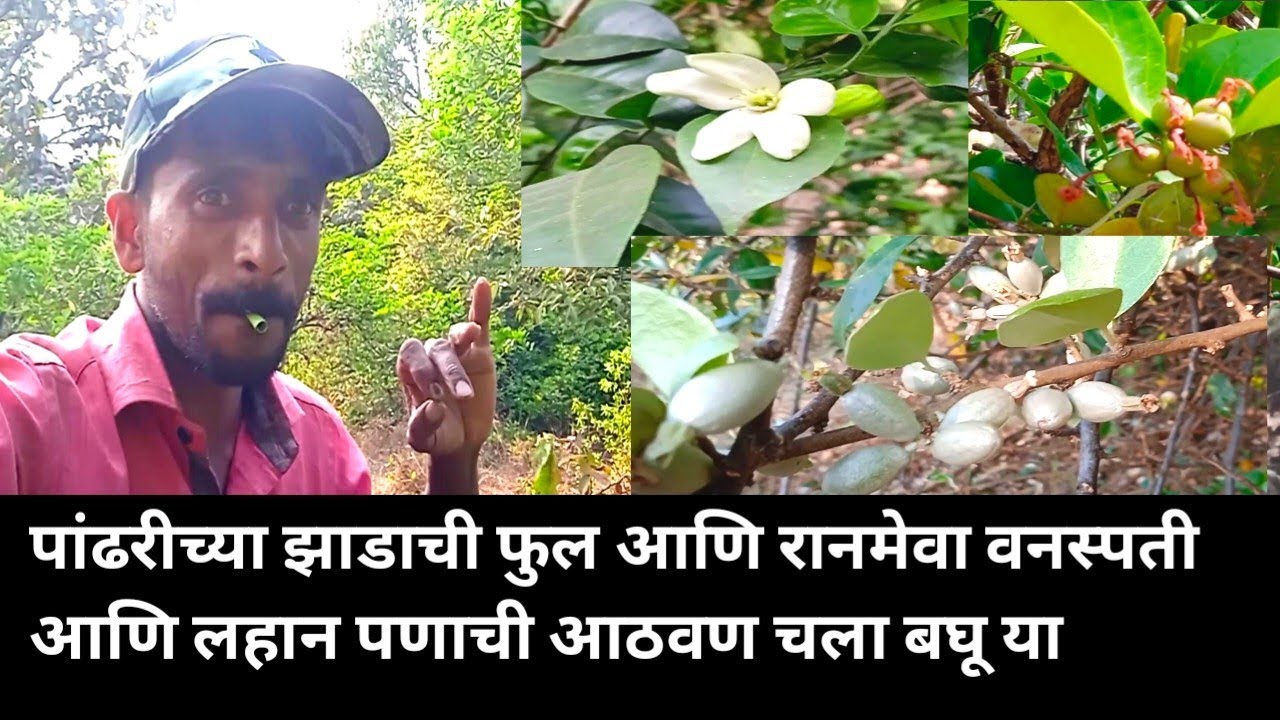 पांढरीच्या झाडाची फुल आणि रानमेवा वनस्पती आणि लहान पणाची आठवण चला बघू या 