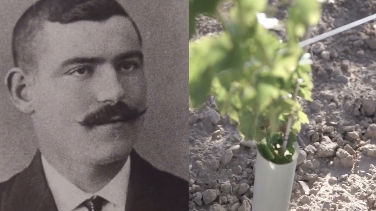 Bodegas de Alberto | Hero Producers | Humble Grape