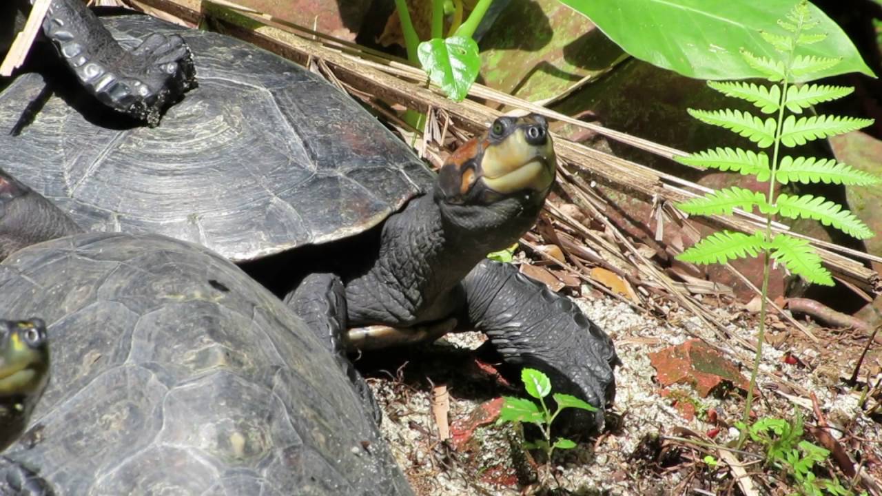Tartarugas da Amazônia I