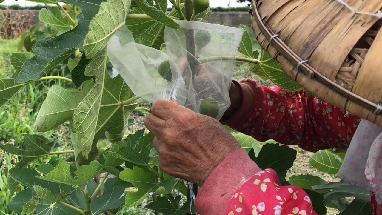 「黑帝王無花果」開始 套紗網袋！